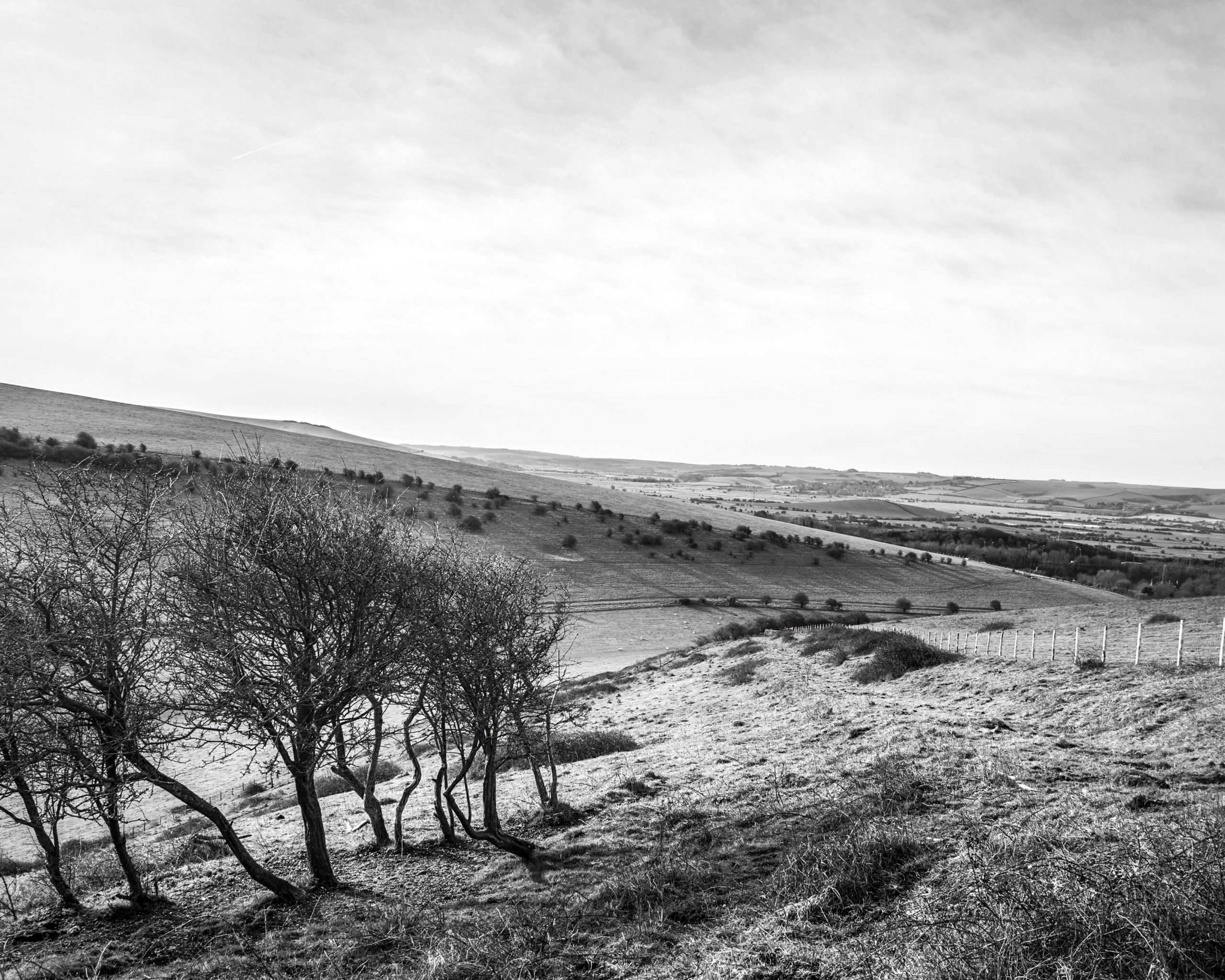 South Downs Black and White